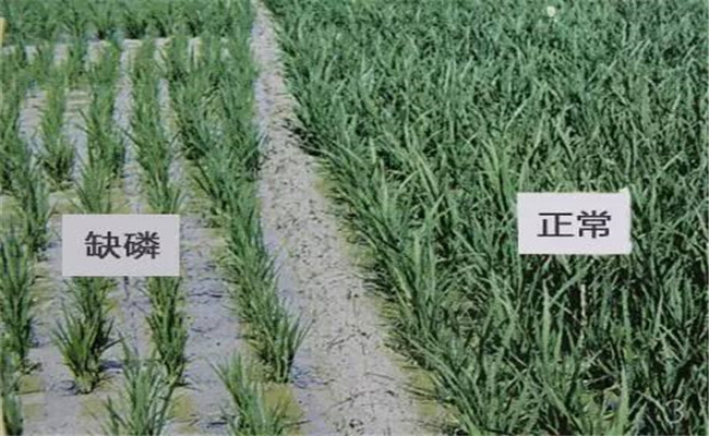 水稻缺磷癥狀及補救措施