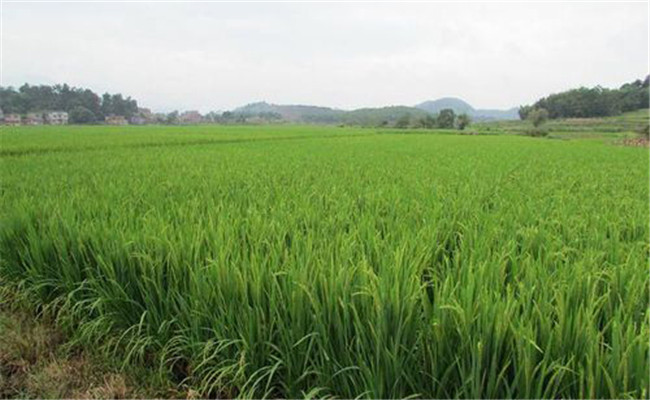 雙季晚稻的免耕栽培