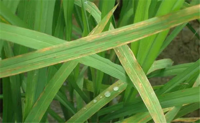 水稻氮肥缺乏的癥狀