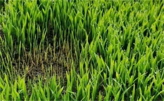 水稻氮肥過多的癥狀