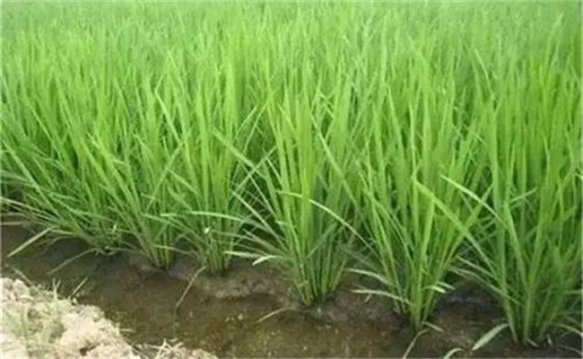 水稻氮肥過多如何補救