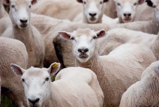 管理羊群需注意羊痘病