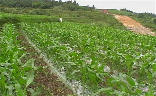地膜玉米種植技術要點