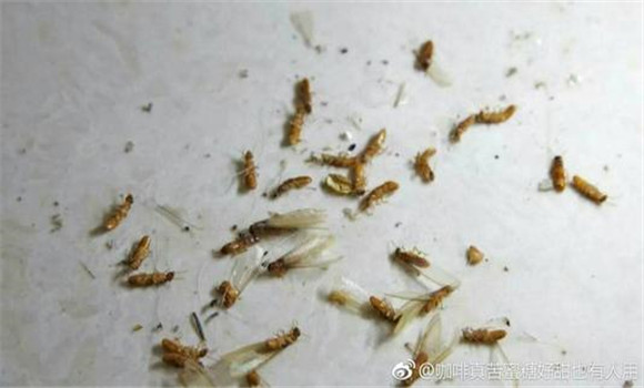 白蟻的具體防治方法