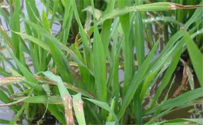 水稻稻曲病的發病癥狀