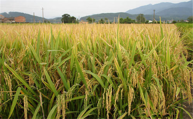 水稻稻曲病的防治方法