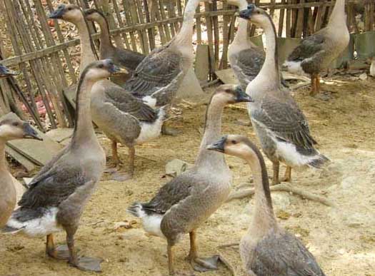 圈養肉鵝常用的幾種飼喂方法