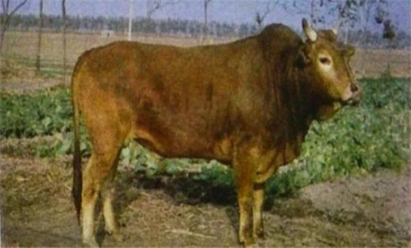什么是牛的體成熟