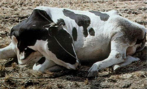 奶牛關節扭傷的冶療方法