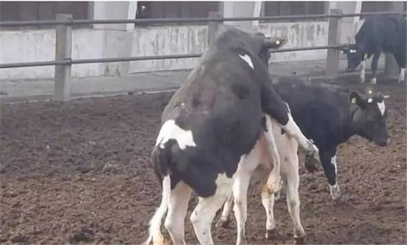 奶牛補充維生素繁殖率高