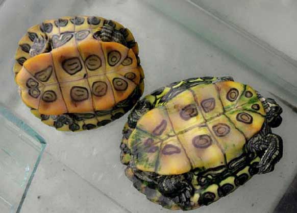 巴西烏龜該如何分辨公母