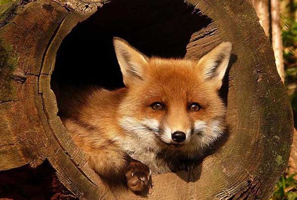 狐貍養殖方法