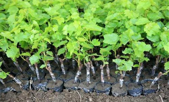 葡萄苗栽種方法與步驟