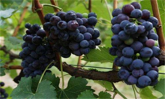 夏黑葡萄如何種植能高產