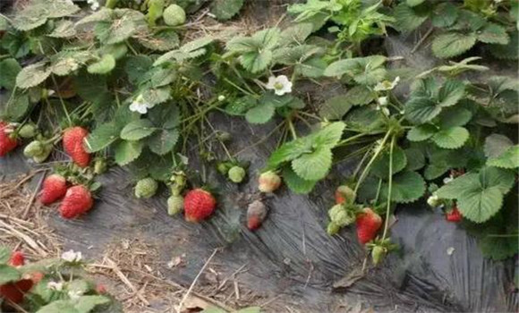 草莓病蟲害的發生與防治