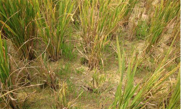 水稻黑條矮縮病農業防治方法