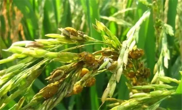 水稻稻曲病的農業防治技術