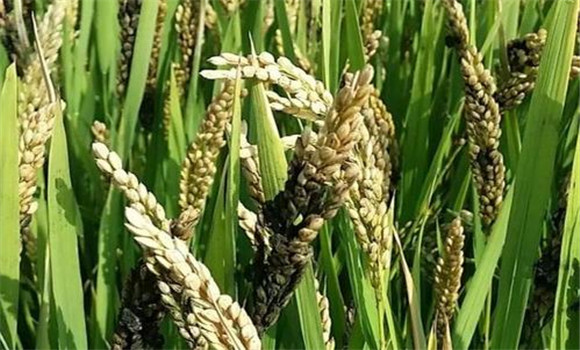 怎樣防治水稻稻曲病藥劑防治技術