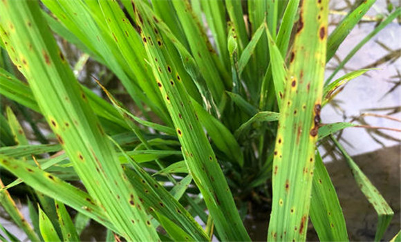 水稻胡麻葉枯病的主要癥狀