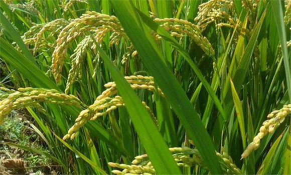 水稻一生需要哪些營養元素