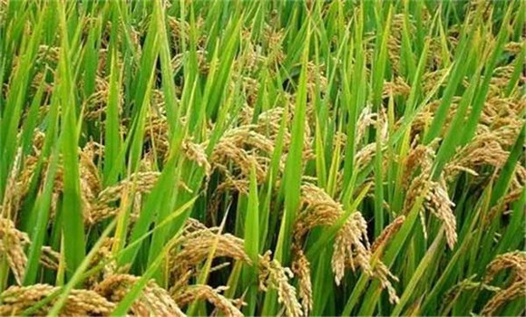 水稻的種植與管理
