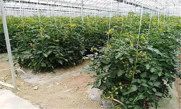 大棚番茄的種植與管理