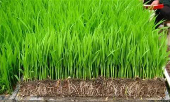 水稻秧苗期的生長適溫