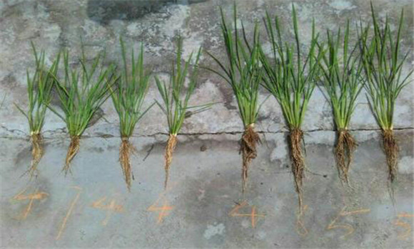 水稻移栽后的秧苗溫度