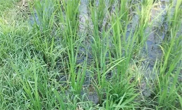 直播稻田的雜草發生規律
