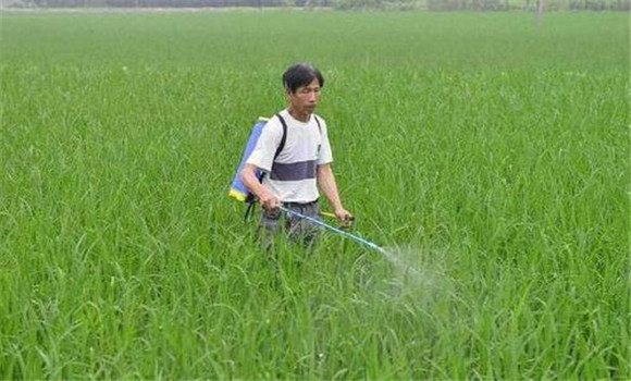 旱直播稻田的化學除草方法
