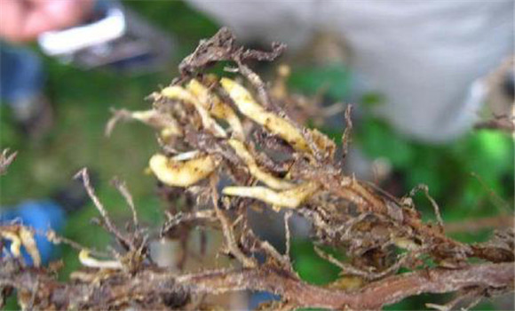 葡萄根瘤蚜的危害特點