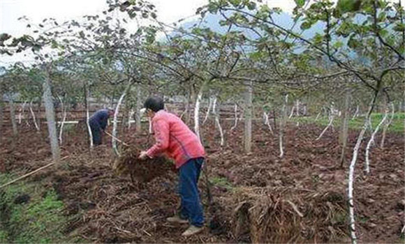 獼猴桃種植的土壤條件