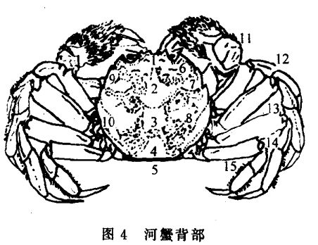 河蟹養殖方法