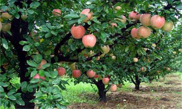 蘋果樹的需肥時期和種類