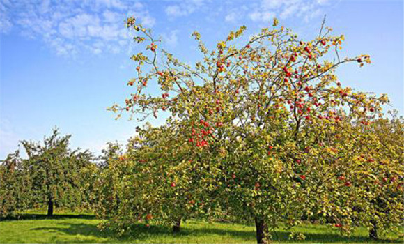 蘋果樹高產種植方法 蘋果樹種植技術規程