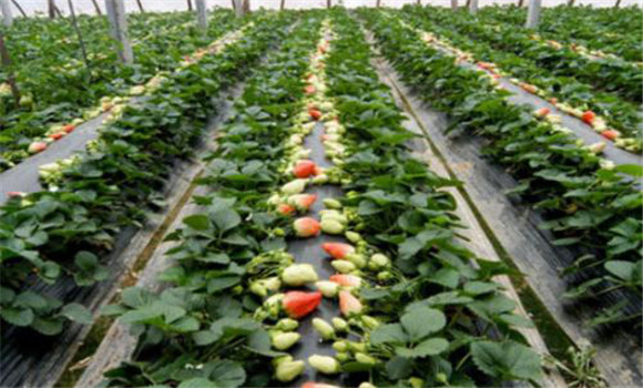 草莓施肥時間和方法 草莓施肥用什么肥料