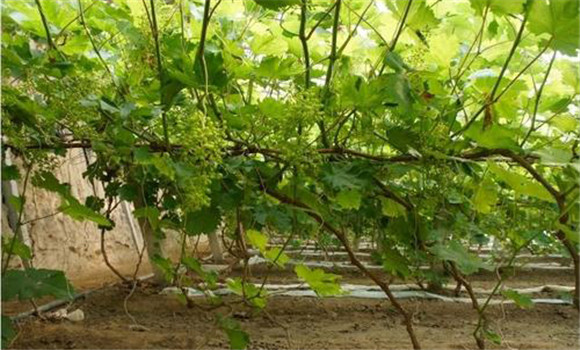 葡萄的地栽方法