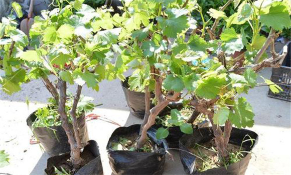 盆栽葡萄越冬前的整形修剪
