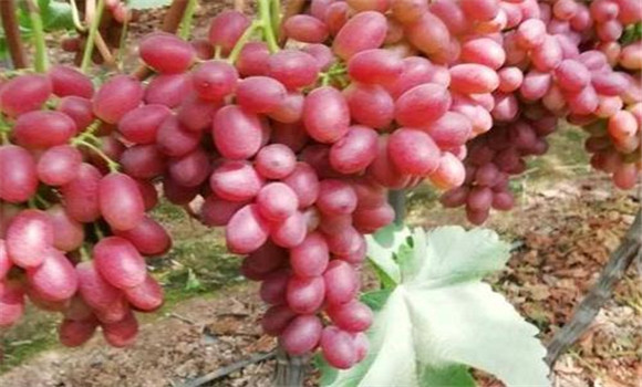 紅地球葡萄的種植方法