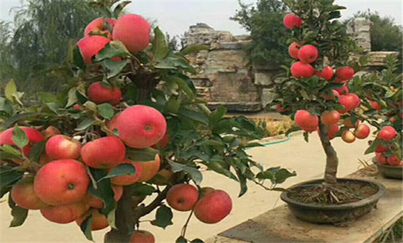 蘋果盆景的養護與管理方法