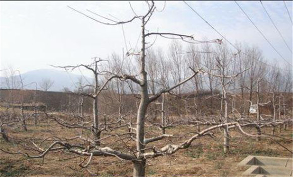 蘋果樹疏散分層形的結構特點