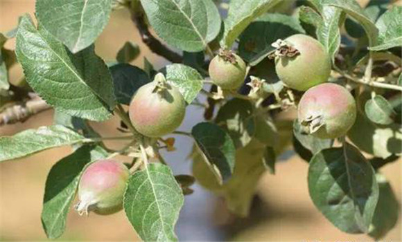 蘋果樹疏幼果的方法