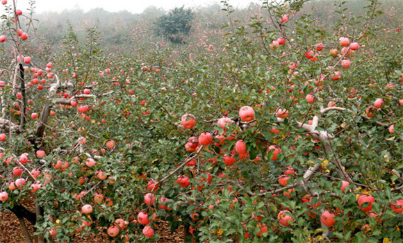 蘋果種植園的早中晚品種搭配