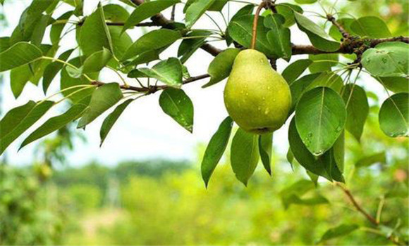 適于加工的梨樹品種有哪些