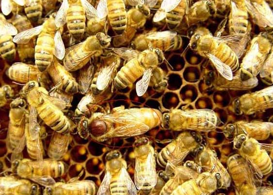 蜜蜂飼養方法