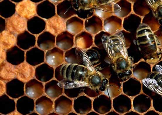 蜜蜂飼養方法