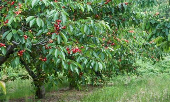 櫻桃的栽培管理應重點注意哪些問題