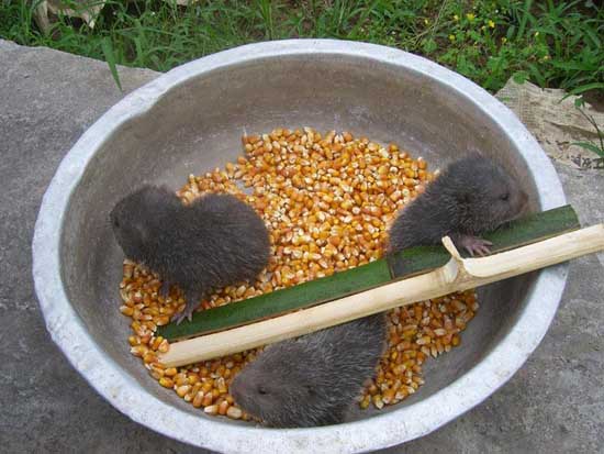 竹鼠養殖方法