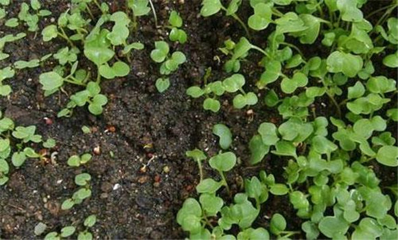 箭舌豌豆播種時間與方法