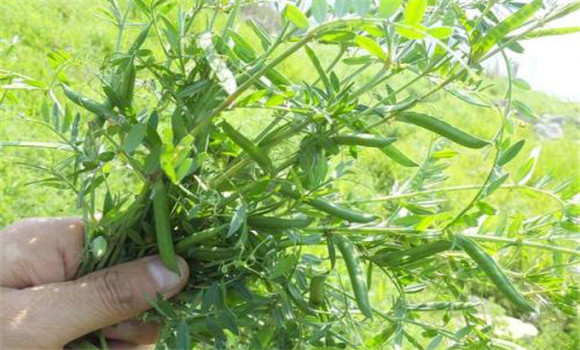 箭舌豌豆的種植技術 箭舌豌豆種植方法